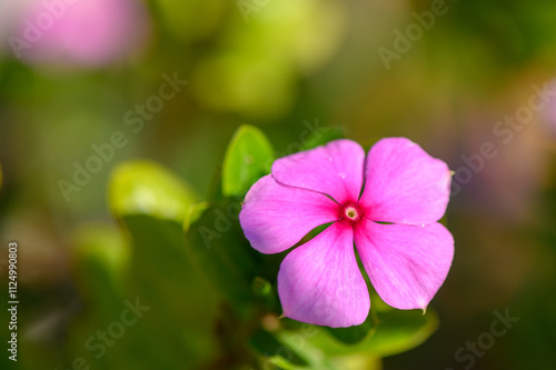 Beautiful pink flower blooming in a lush garden during the warm afternoon sun