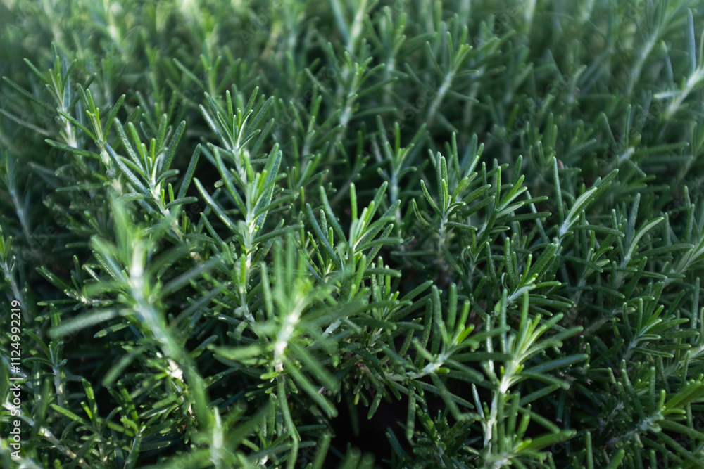 Obraz premium Fresh Green Rosemary Plant in Natural Sunlight. Perfect for gardening, cooking, or herbal-themed projects. High quality photography
