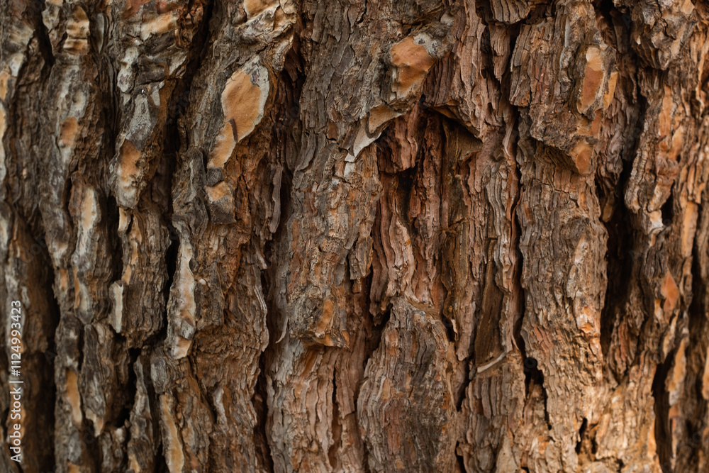 Close-Up of Textured Tree Bark with Natural Patterns. Nature’s raw texture for nature backgrounds and artistic projects. High quality photography Close-Up of Textured Tree Bark with Natural Patterns. Nature’s raw texture for nature backgrounds and artistic projects. High quality photography