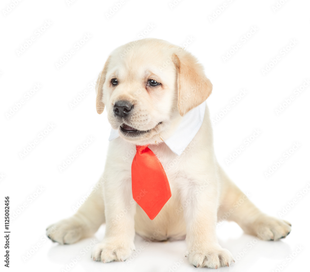 Smart Golden retriever puppy wearing necktie sits in front view and looks away. isolated on white background Smart Golden retriever puppy wearing necktie sits in front view and looks away. isolated on white background