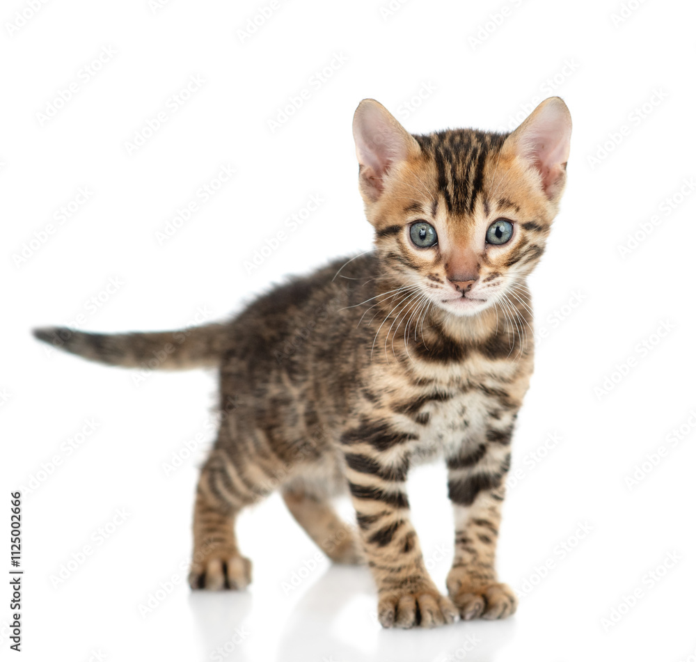 Tiny bengal kitten standing and looking at camera. isolated on white background Tiny bengal kitten standing and looking at camera. isolated on white background