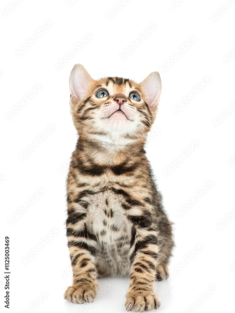 Tiny bengal kitten sitting in front view and looking up. isolated on white background Tiny bengal kitten sitting in front view and looking up. isolated on white background