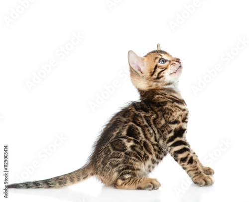 Tiny bengal kitten sitting in profile and looking away and up. isolated on white background