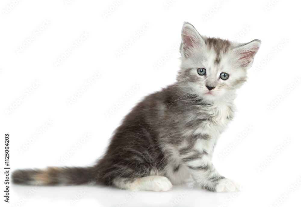 Obraz premium Cute maine coon kitten sitting in side view and looking at camera. isolated on white background