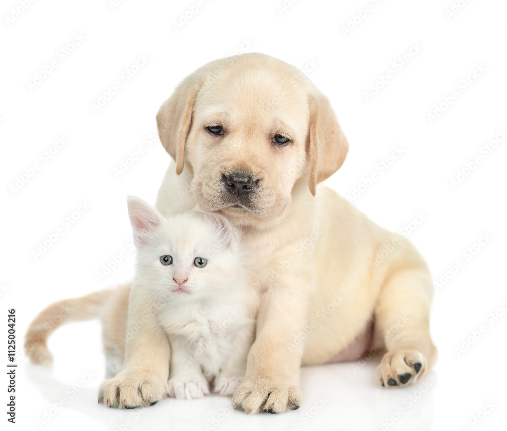 Golden retriever puppy hugs a tiny maine coon kitten and looks at camera. isolated on white background Golden retriever puppy hugs a tiny maine coon kitten and looks at camera. isolated on white background
