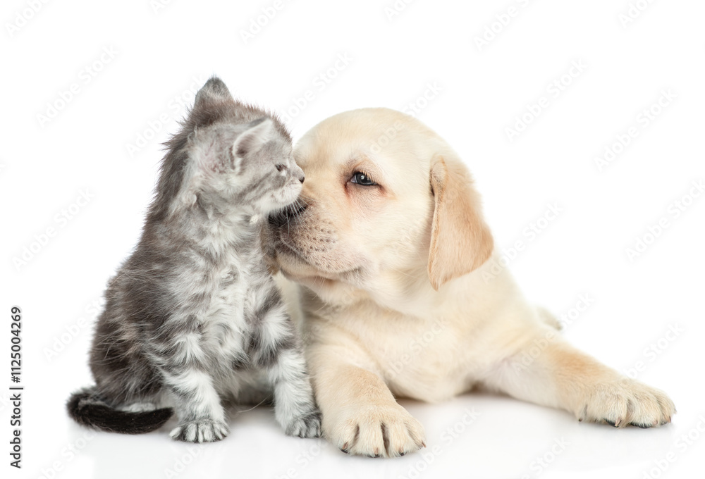 Golden retriever puppy sniffing tiny maine coon kitten. isolated on white background Golden retriever puppy sniffing tiny maine coon kitten. isolated on white background