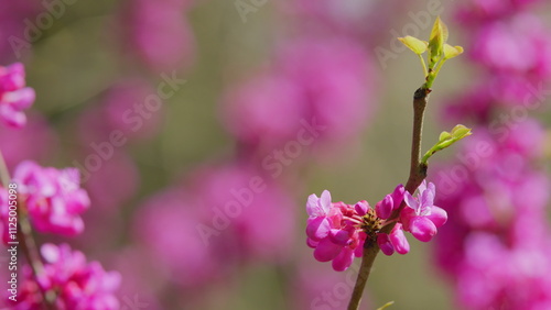 Cercis Siliquastrum Or Judas Tree. Spring Ornamental Plant Is Illuminated By The Sun. Close up. photo