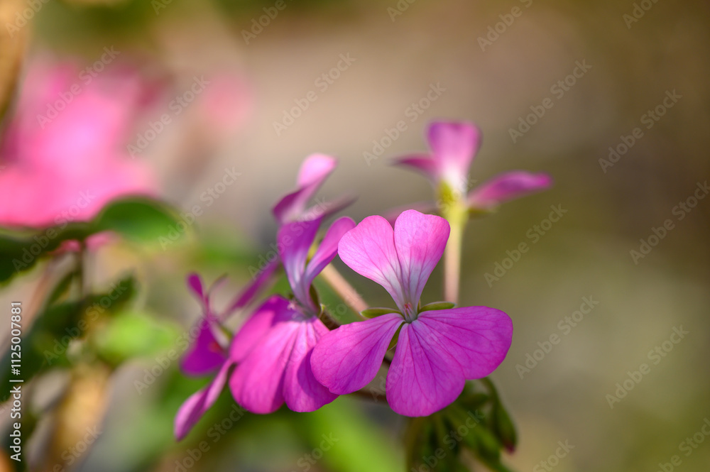 Vibrant blooming flowers with delicate petals showcase nature beauty in a spring garden Vibrant blooming flowers with delicate petals showcase nature beauty in a spring garden