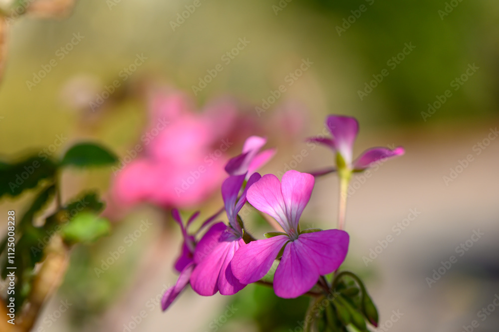 Vibrant purple blooms brighten a serene garden in the warmth of afternoon sunlight Vibrant purple blooms brighten a serene garden in the warmth of afternoon sunlight