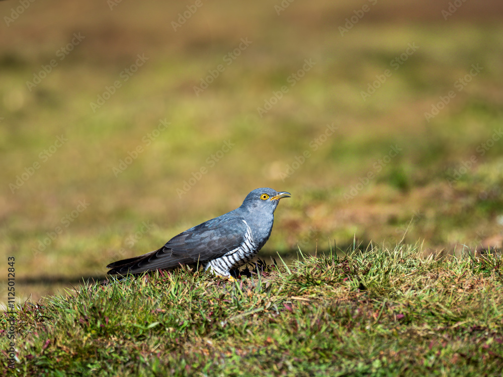 Common cuckoo (Cuculus canorus) on the ground Common cuckoo (Cuculus canorus) on the ground