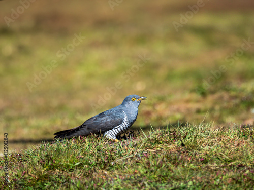 Common cuckoo (Cuculus canorus) on the ground