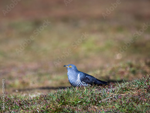 Common cuckoo (Cuculus canorus) on the ground photo