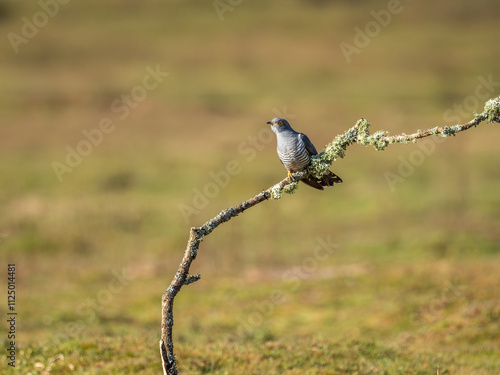 Common cuckoo (Cuculus canorus) perched on a branch photo