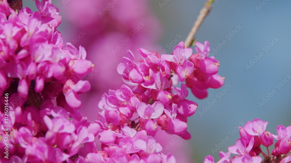 Blooming Judas Tree. Commonly Known As The Judas Tree Is A Small Deciduous Tree. Close up. Blooming Judas Tree. Commonly Known As The Judas Tree Is A Small Deciduous Tree. Close up.