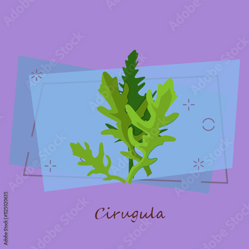 Arugula leaves. Salad, rucola, ingredient. Cooking herbs concept. Vector illustration can be used for topics like healthy food, vegan or vegetarian diet