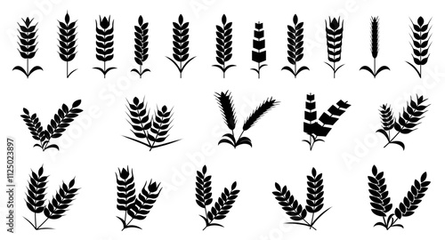 Wheat spike and rye ears collection. Set of black wheat icon. Barley spike or corn ear collection