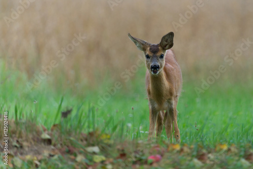 Fototapeta Naklejka Na Ścianę i Meble -  młoda sarna