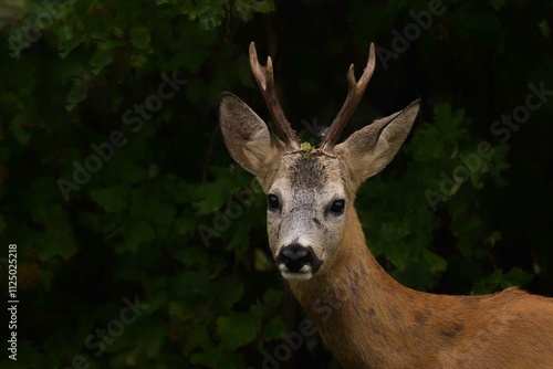 Fototapeta Naklejka Na Ścianę i Meble -  kozioł sarny