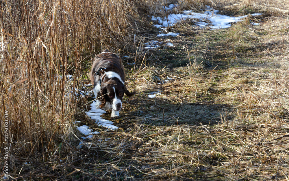 Moxie, our adopted rescue ESS (abused). Thankful for being loved and learning her Springer Spaniel roots. 12/2024