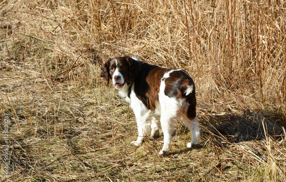 Moxie, our adopted rescue ESS (abused). Thankful for being loved and learning her Springer Spaniel roots. 12/2024