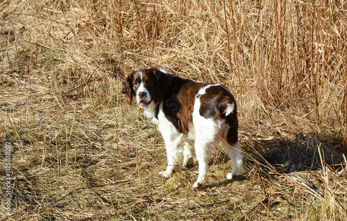 Obraz na płótnie Moxie, our adopted rescue ESS (abused). Thankful for being loved and learning her Springer Spaniel roots. 12/2024 w salonie