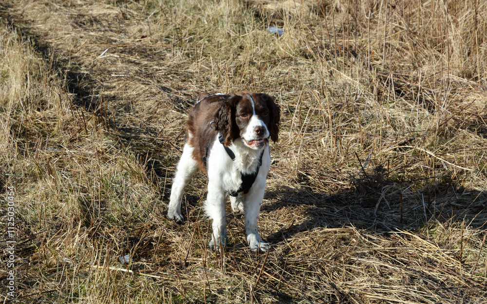 Moxie, our adopted rescue ESS (abused). Thankful for being loved and learning her Springer Spaniel roots. 12/2024