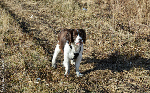 Obraz na płótnie Moxie, our adopted rescue ESS (abused). Thankful for being loved and learning her Springer Spaniel roots. 12/2024 w salonie