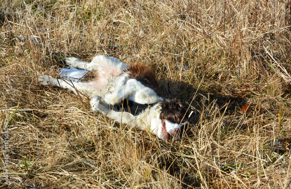 Moxie, our adopted rescue ESS (abused). Thankful for being loved and learning her Springer Spaniel roots. 12/2024
