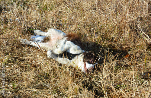 Obraz na płótnie Moxie, our adopted rescue ESS (abused). Thankful for being loved and learning her Springer Spaniel roots. 12/2024 w salonie