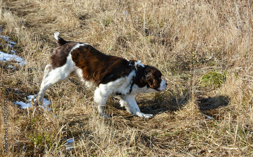 Obraz na płótnie Moxie, our adopted rescue ESS (abused). Thankful for being loved and learning her Springer Spaniel roots. 12/2024 w salonie