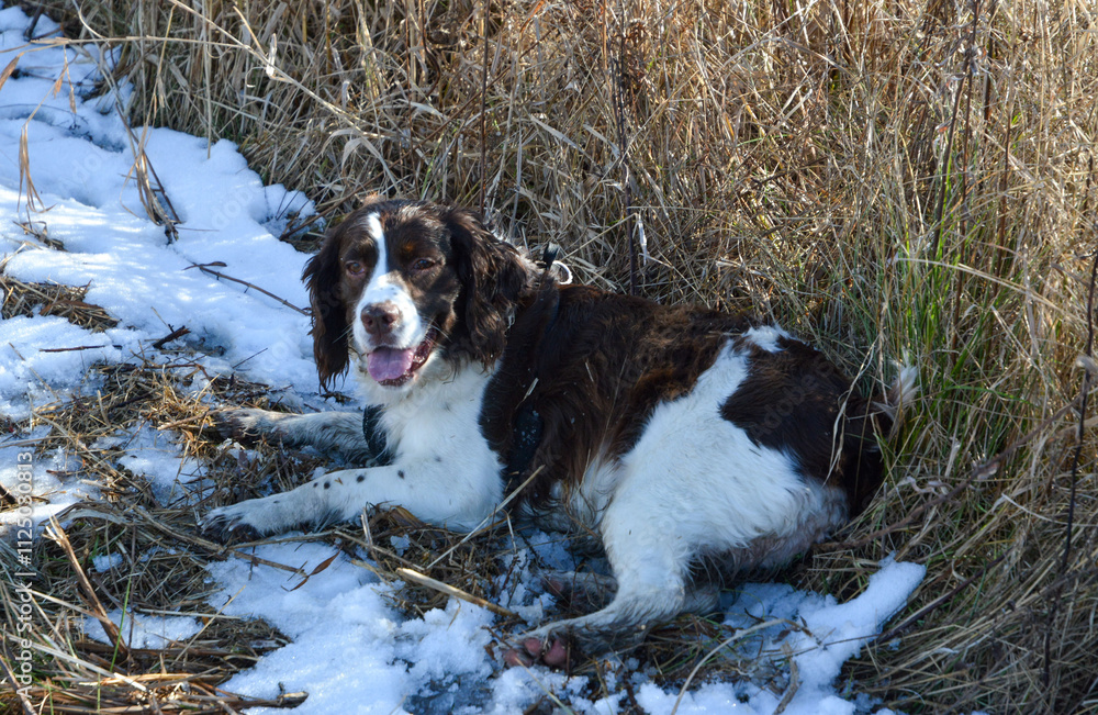 Moxie, our adopted rescue ESS (abused). Thankful for being loved and learning her Springer Spaniel roots. 12/2024