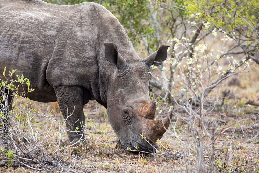 Closeup of an adult white rhino, Ceratotherium simum, in Kruger National Park. A critically endangered species due to the poaching of the keratin horns. Closeup of an adult white rhino, Ceratotherium simum, in Kruger National Park. A critically endangered species due to the poaching of the keratin horns.
