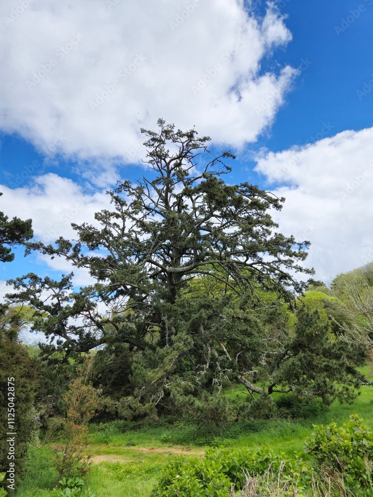 Evergreen Tree Branches Against a Cloudy Sky Evergreen Tree Branches Against a Cloudy Sky