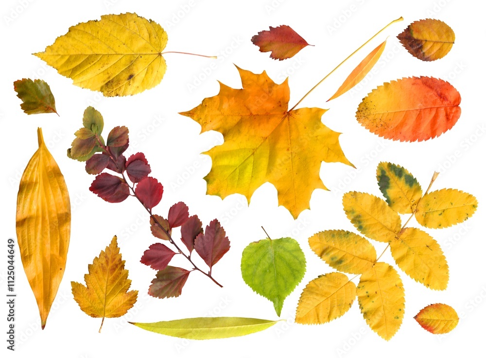 Fototapeta premium bright autumn leaves isolated on white