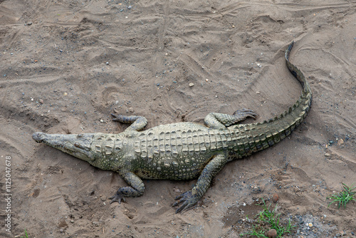 Crocodile Under Crocodile Bridge in Costa Rica