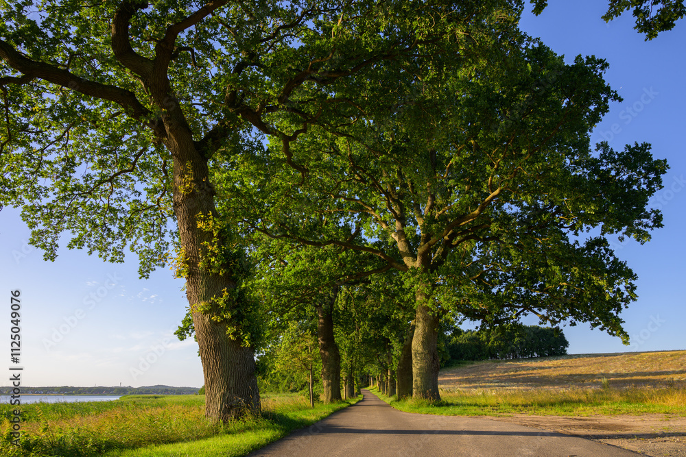 An oak avenue on a sunny morning An oak avenue on a sunny morning