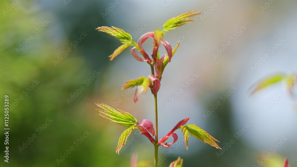 Maple Tree Foliage With Leaves And Flowers In Spring Against The Blue Sky. Still. Maple Tree Foliage With Leaves And Flowers In Spring Against The Blue Sky. Still.