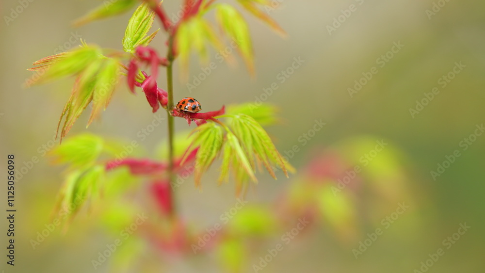 Japanese Maple Shoots In Green And Red. Red Seven Spot Insect Is The Most Common Ladybird In Europe. Close up. Japanese Maple Shoots In Green And Red. Red Seven Spot Insect Is The Most Common Ladybird In Europe. Close up.