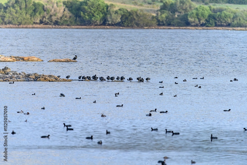 Numerous ducks and birds scattered across a calm waterbody Numerous ducks and birds scattered across a calm waterbody