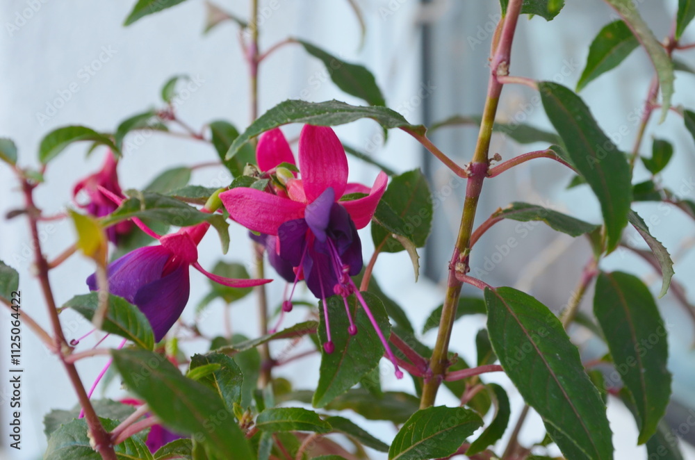 The Fuchsia is a popular garden shrub that flowers in spectacular displays for much of the year
