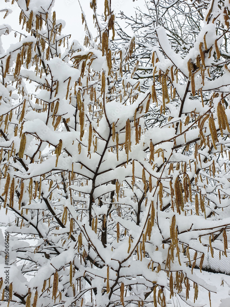 hazel tree under white snow - winter season