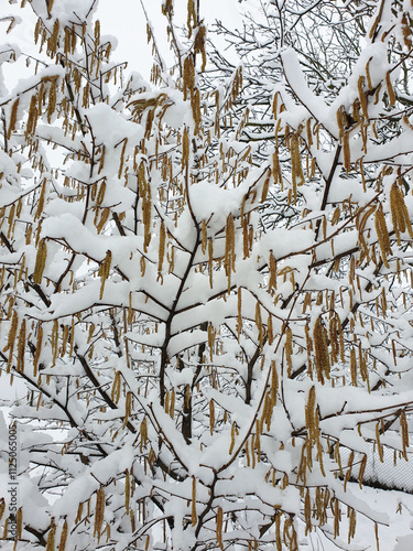 Obraz na płótnie hazel tree under white snow - winter season w salonie