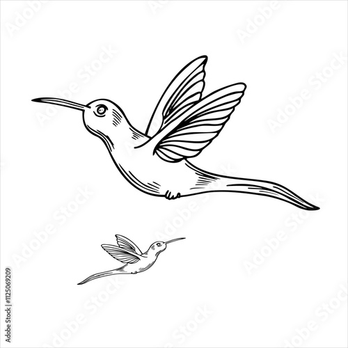 Vector monochrome flying small hummingbird realistic graphic illustration. Tropical tiny colibri bird line art painted by black inks. Protection of endemic bird. Sketch for poster, print, label
