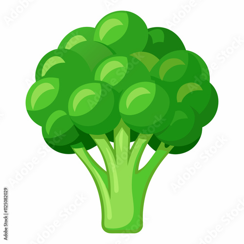 fresh broccoli vector illustration