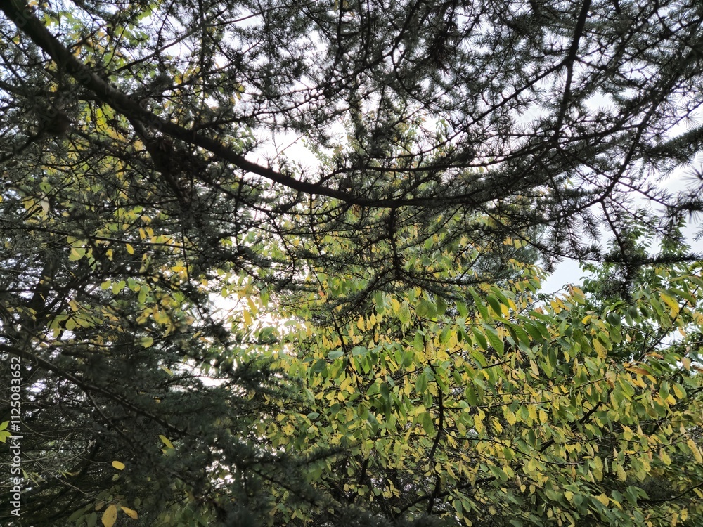 Fototapeta premium Wild forest trees background