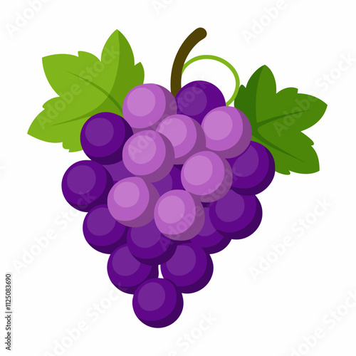 grapes vector illustration