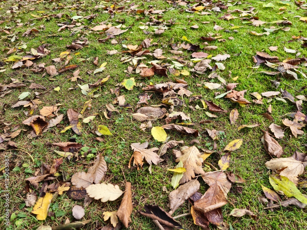 Autumn leaves on green grass background Autumn leaves on green grass background