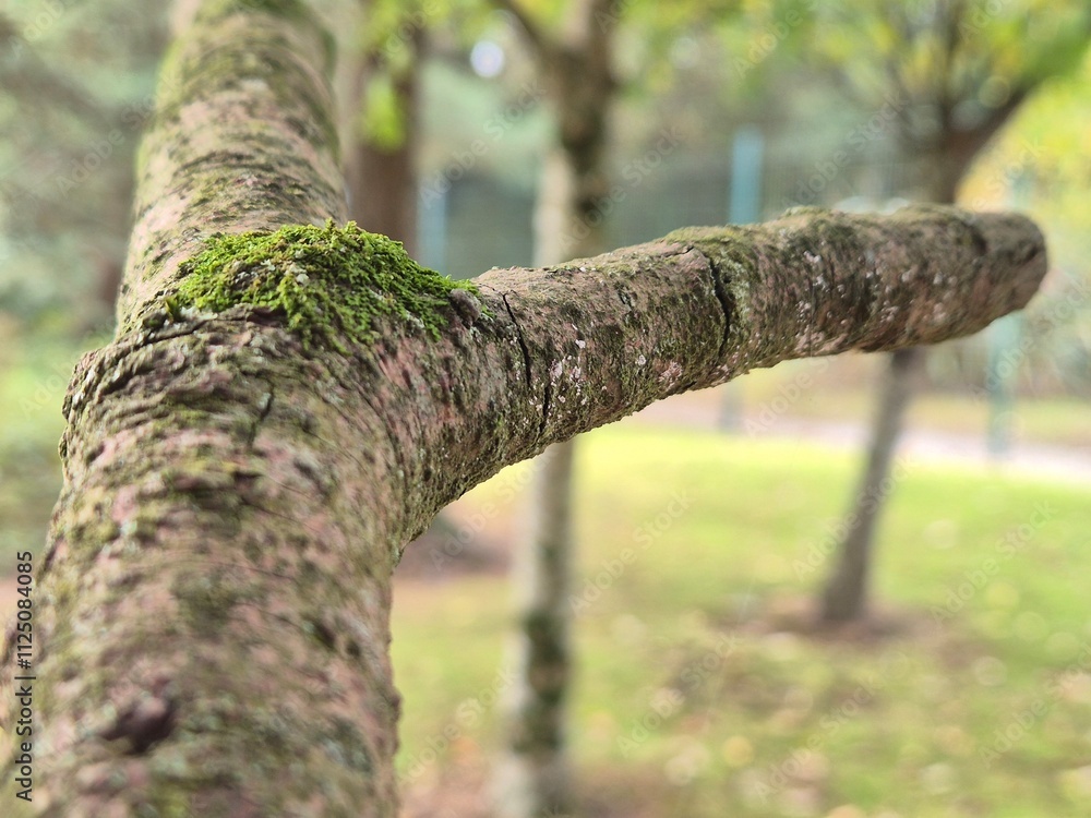 Tree branch close view with blurred background Tree branch close view with blurred background