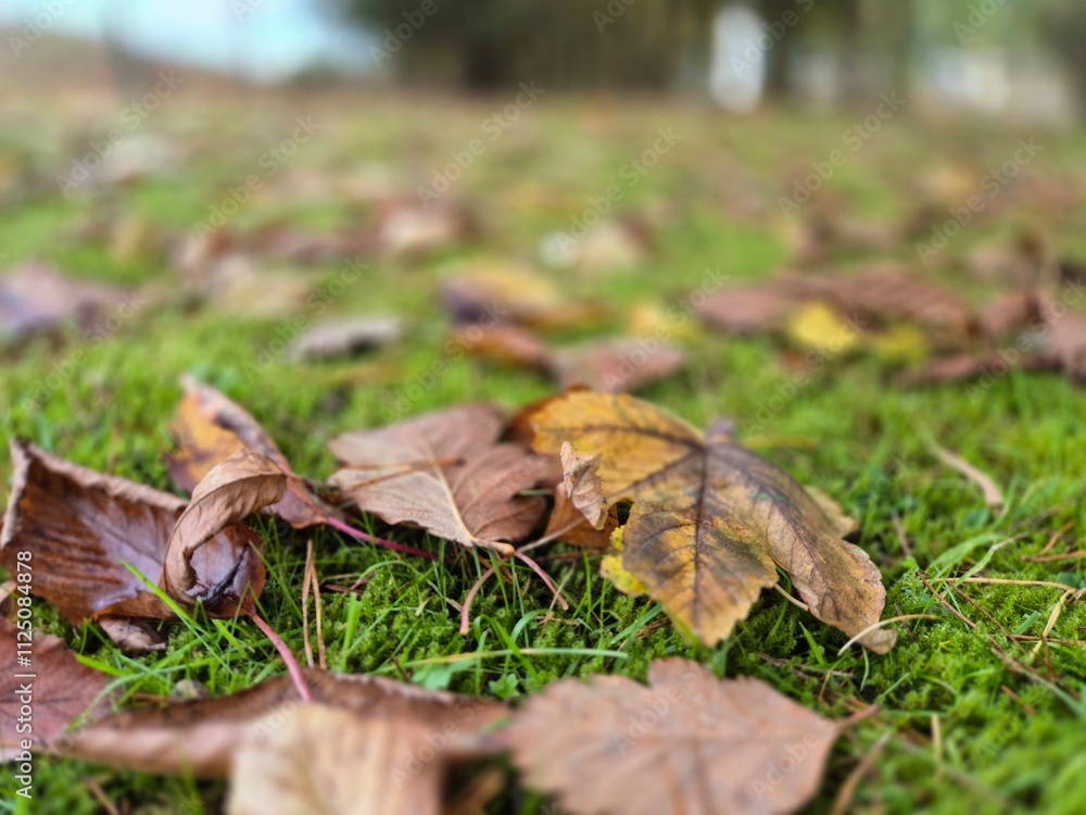 Autumn leaves on grass seasonal background Autumn leaves on grass seasonal background