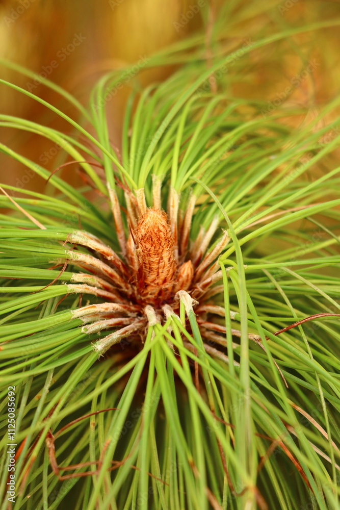 Pinus roxburghii Sarg, roxburghii , pinus, Pinus roxburghii Sarg, roxburghii , pinus,